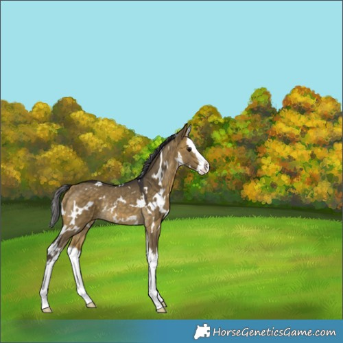 Horse Color:White Spotted Buckskin Dun Splash Rabicano