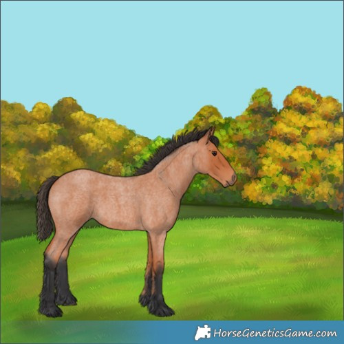 Horse Color:Bay Roan 