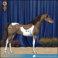 Horse Color:Liver Red Dun Tobiano