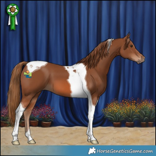 Horse Color:Chestnut Tobiano 