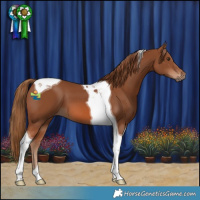 Horse Color:Chestnut Tobiano