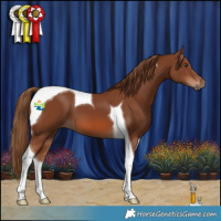 Horse Color:Chestnut Tobiano