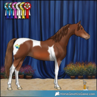 Horse Color:Chestnut Tobiano