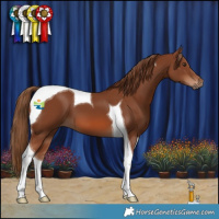 Horse Color:Chestnut Tobiano 