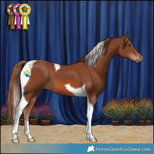 Horse Color:Chestnut Tobiano