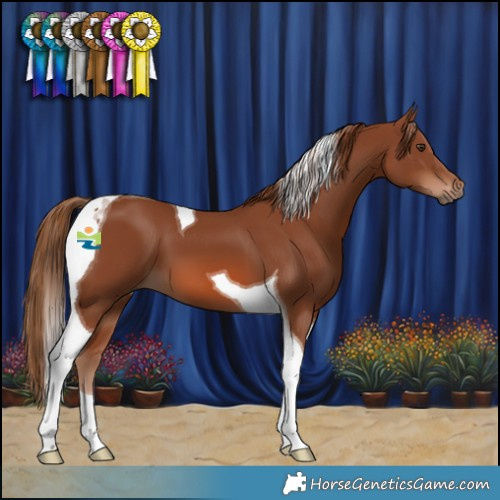 Horse Color:Chestnut Tobiano 