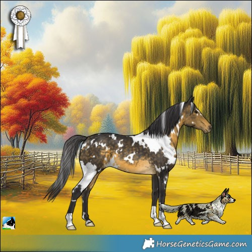 Horse Color:White Spotted Buckskin 