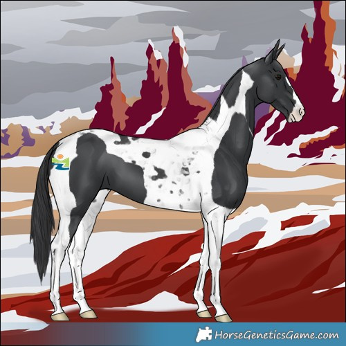 Horse Color:Black Tobiano