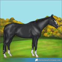 Horse Color:Black 