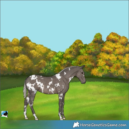 Horse Color:White Spotted Silver Black 