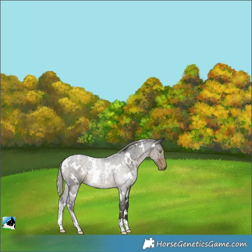 Horse Color:White Spotted Silver Smoky Black 
