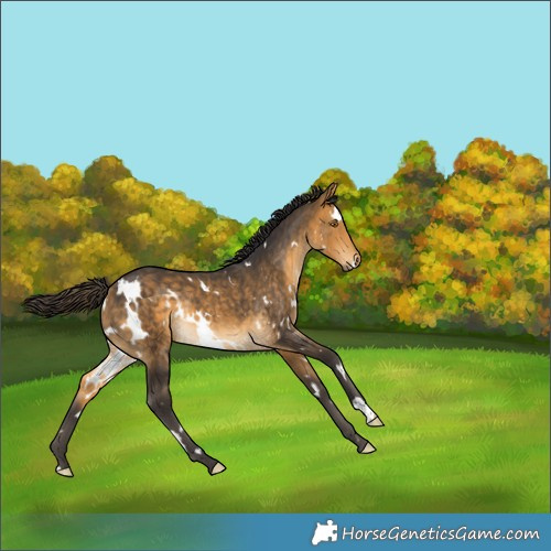 Horse Color:White Spotted Buckskin Mushroom Rabicano