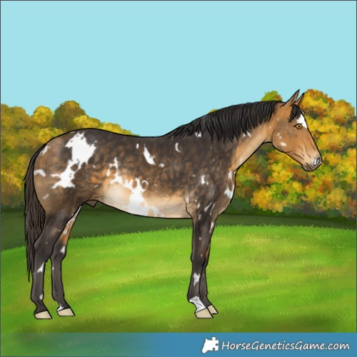 Horse Color:White Spotted Buckskin Mushroom Rabicano 