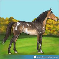 Horse Color:White Spotted Buckskin Mushroom Rabicano
