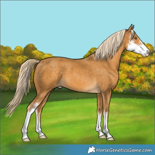 Horse Color:Palomino Sabino 