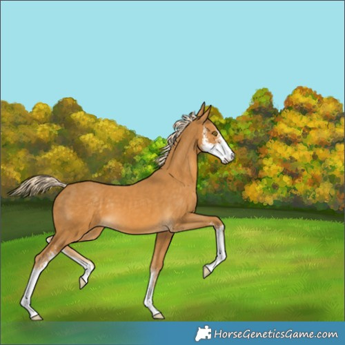 Horse Color:Palomino Sabino 