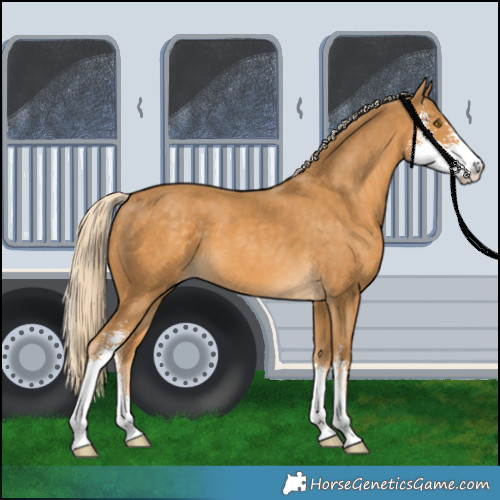 Horse Color:Palomino Sabino 