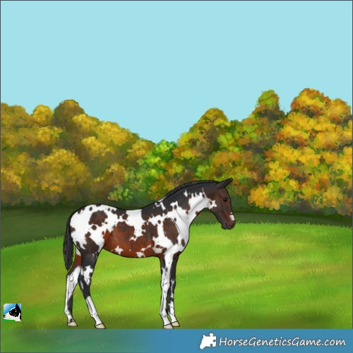 Horse Color:White Spotted Brown 