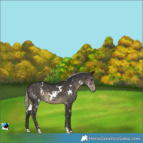 Horse Color:White Spotted Silver Smoky Black 