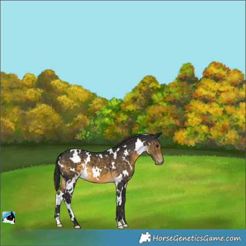 Horse Color:White Spotted Buckskin 