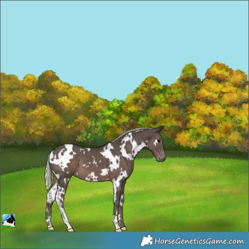 Horse Color:White Spotted Silver Black 