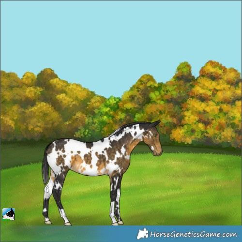 Horse Color:White Spotted Buckskin 