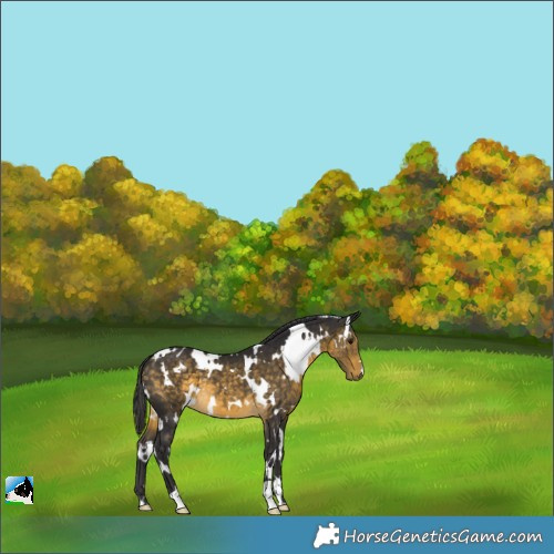 Horse Color:White Spotted Buckskin 