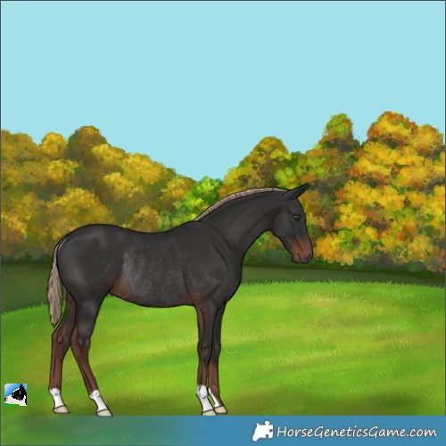 Horse Color:Liver Chestnut Rabicano 