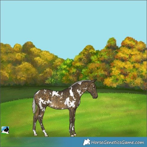 Horse Color:White Spotted Silver Buckskin Rabicano