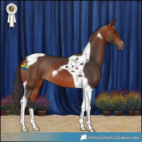 Horse Color:Bay Tobiano