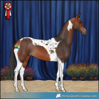 Horse Color:Bay Tobiano 