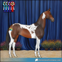 Horse Color:Bay Tobiano 