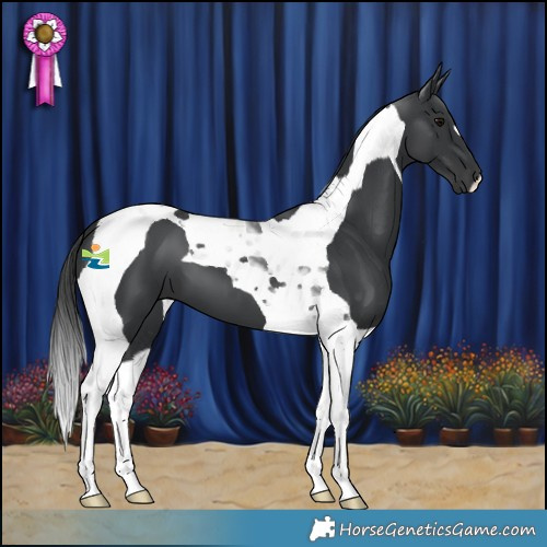 Horse Color:Black Tobiano 