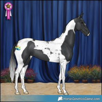 Horse Color:Black Tobiano 