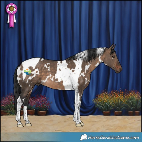 Horse Color:White Spotted Bay Dun Tobiano 