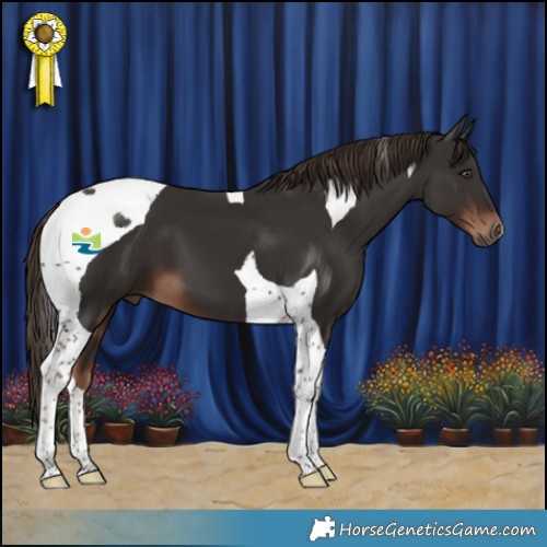 Horse Color:Liver Chestnut Tobiano 