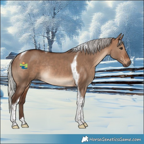 Horse Color:Silver Brown Dun Tobiano Rabicano 
