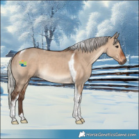 Horse Color:Silver Brown Dun Tobiano Rabicano 