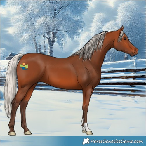 Horse Color:Silver Bay 