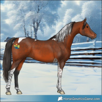 Horse Color:Bay Tobiano 