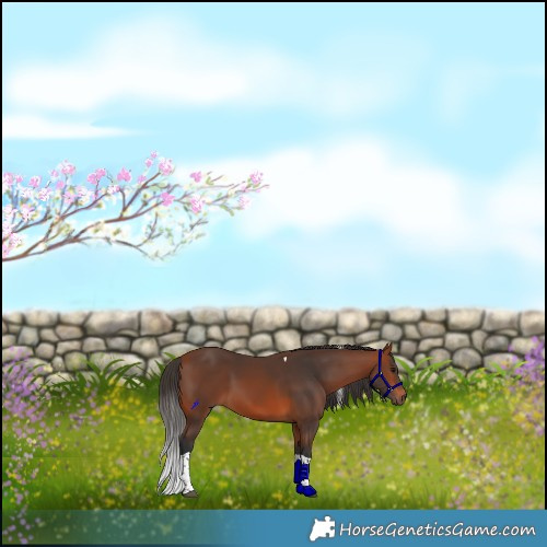 Horse Color:Bay Sabino Tobiano 