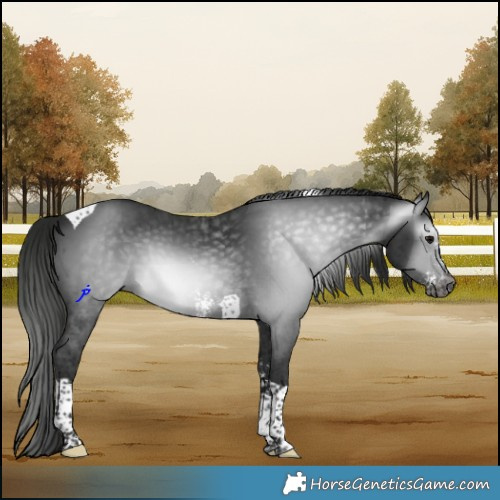 Horse Color:Gray Black Sabino Tobiano