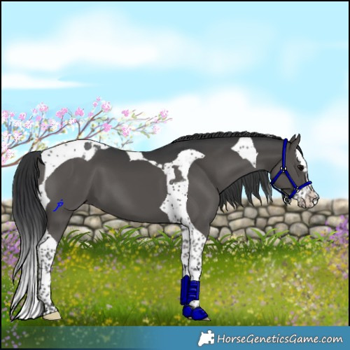 Horse Color:Black Splash Tobiano 