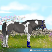 Horse Color:Black Splash Tobiano 