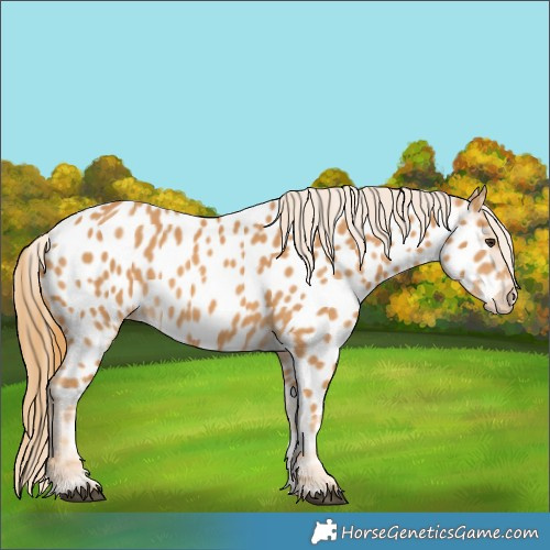 Horse Color:Chestnut Near Leopard 