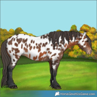 Horse Color:Brown Appaloosa 