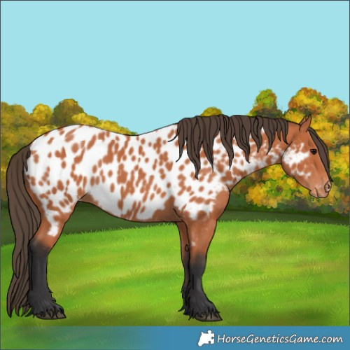 Horse Color:Bay Near Leopard 