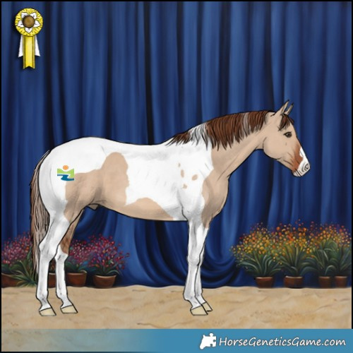 Horse Color:Red Dun Tobiano 