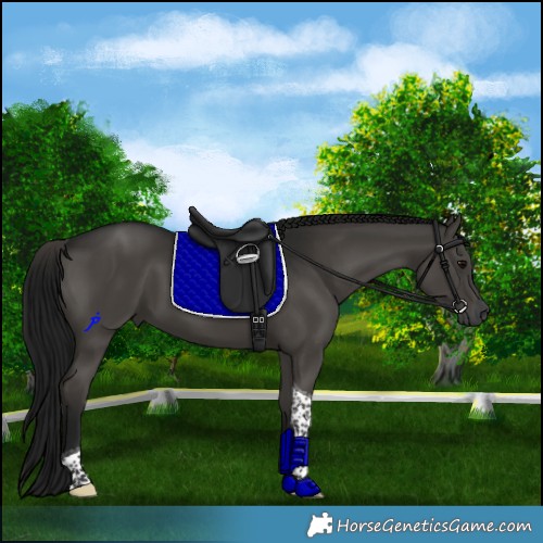 Horse Color:Gray Smoky Black Tobiano