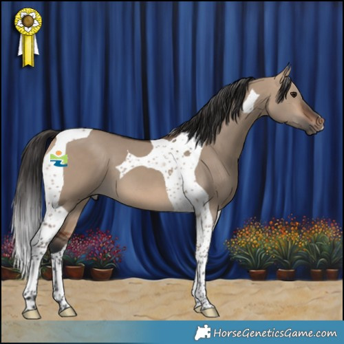 Horse Color:Bay Dun Tobiano 